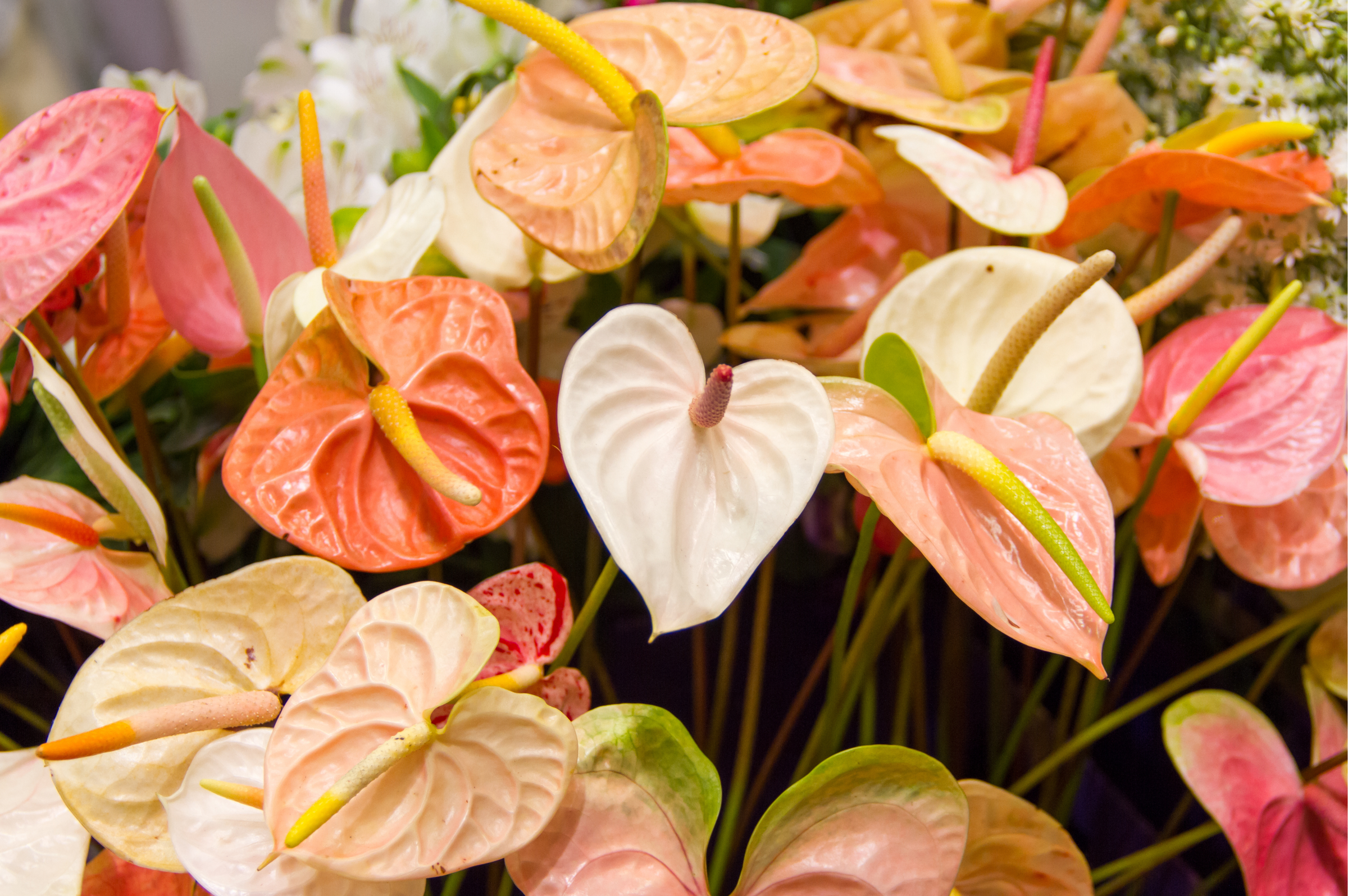 Anthurium