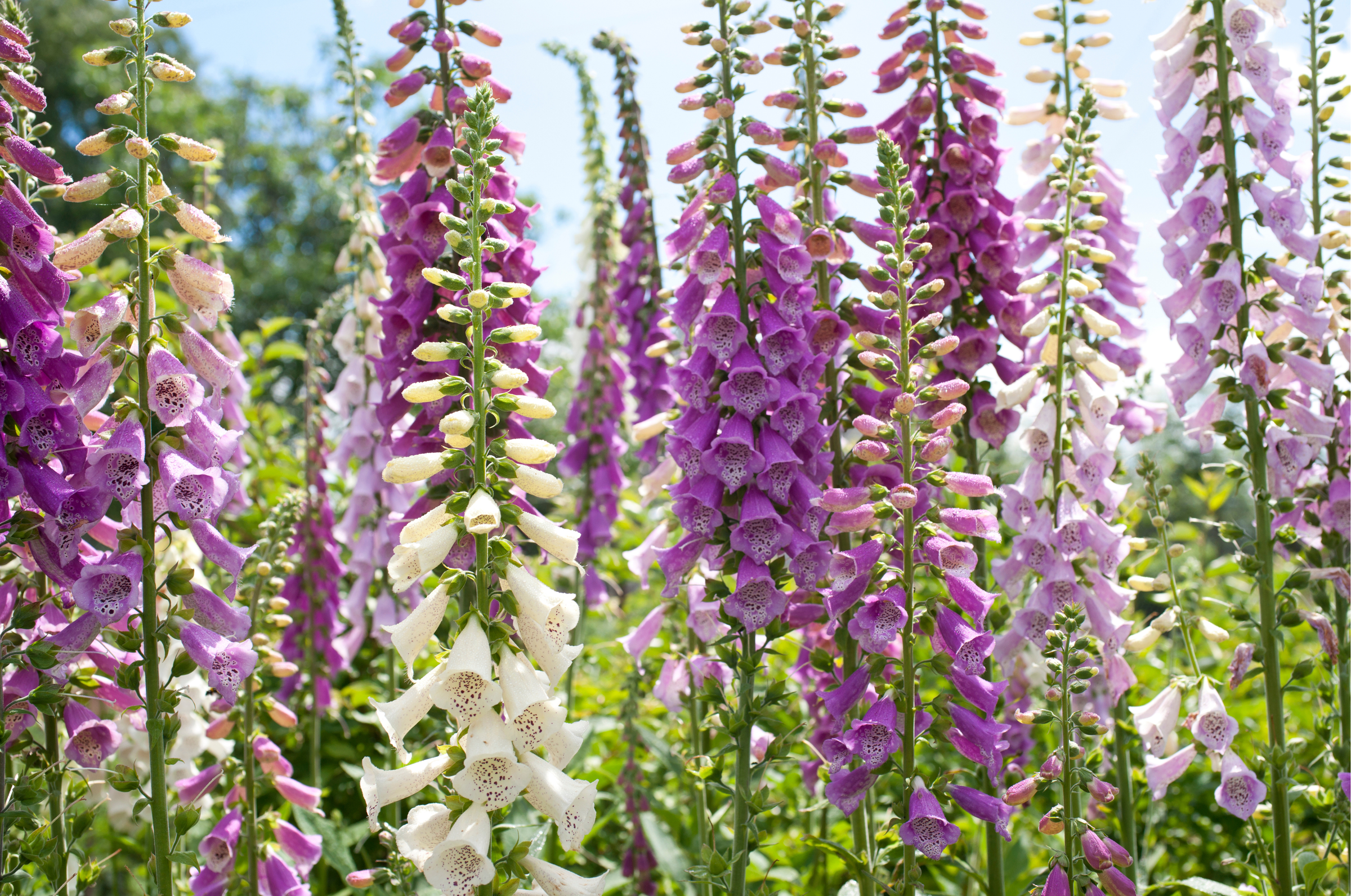Foxglove