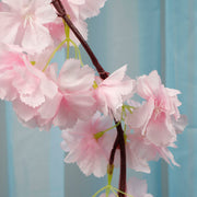 Close up of light pink cherry blossom flower, stem and vine