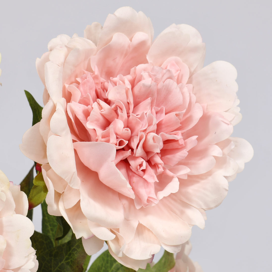 A close-up of a large blush peony flower with layered ruffled petals and a few visible green leaves, photographed against a light gray background.