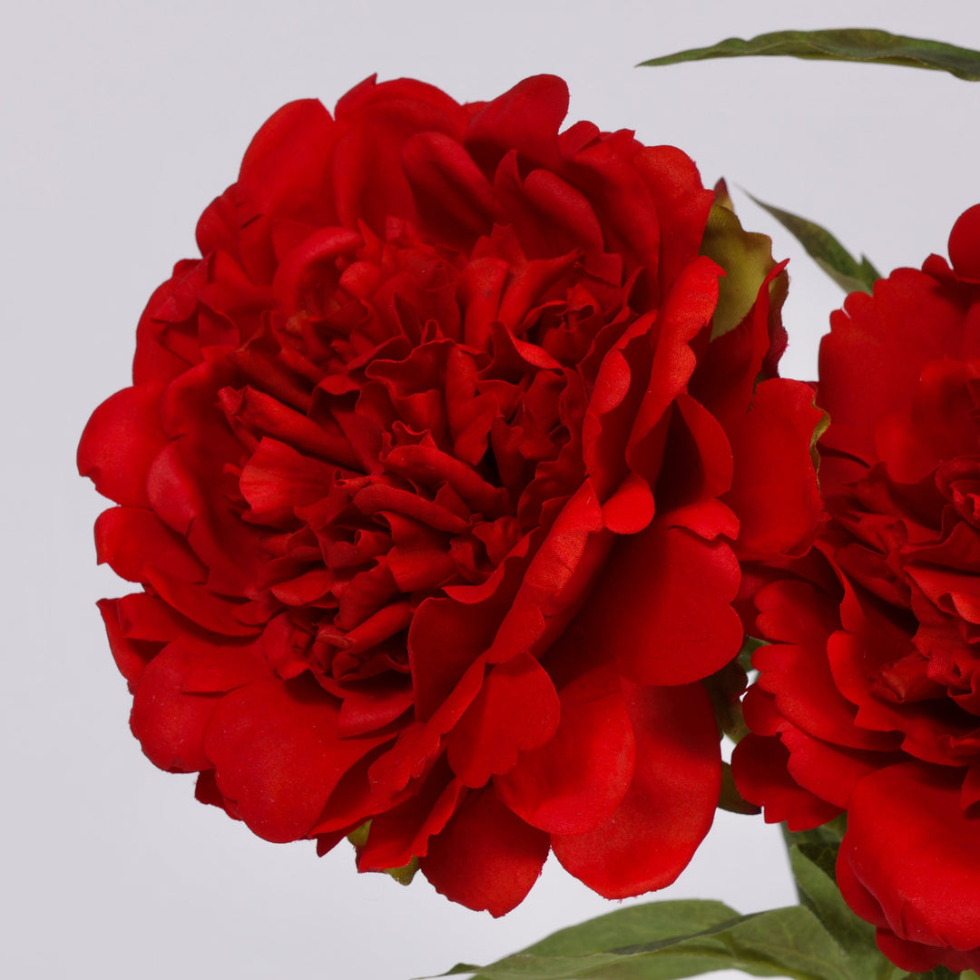 A close-up of a vibrant red peony flower with layered ruffled petals and green leaves against a plain light gray background.