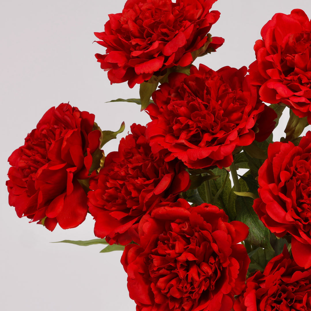 A close-up of several red peony roses with green leaves against a plain white background.