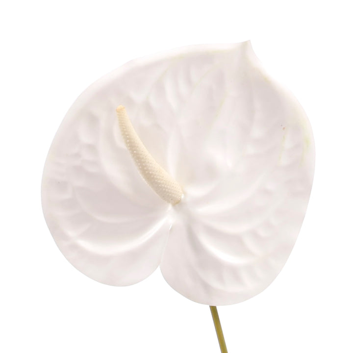 Artificial Anthurium Stem - White close up