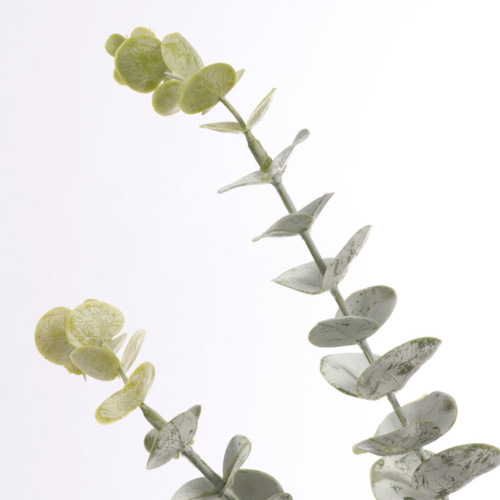 Frosted Silver Dollar Eucalyptus Stem close up 2
