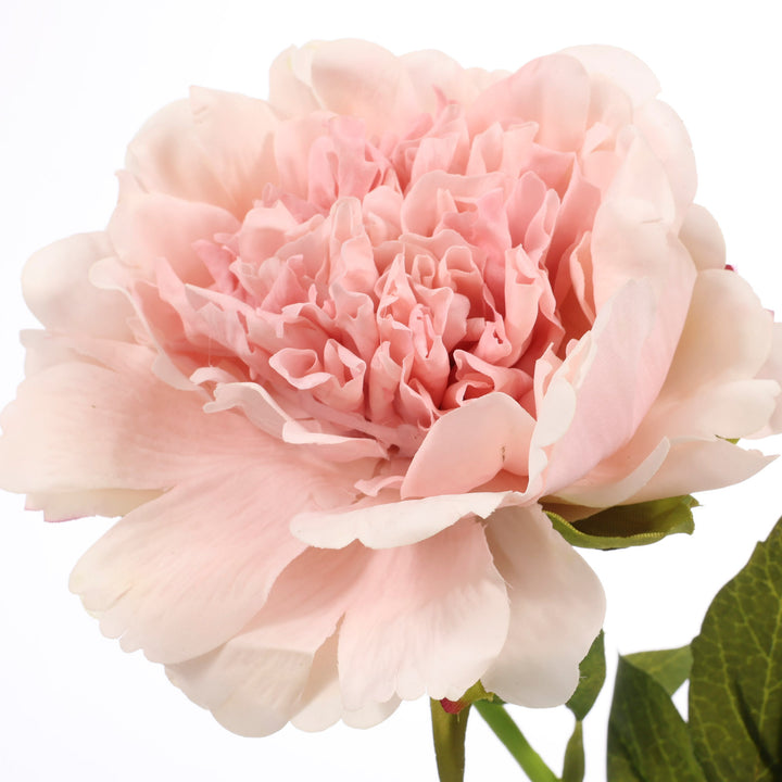 Artificial Peony Rose - Large Stem - Blush close up