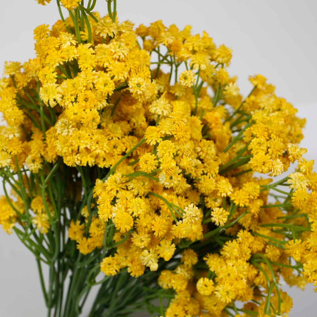 Baby Breath Bouquet Premium - Yellow (60cm) Close