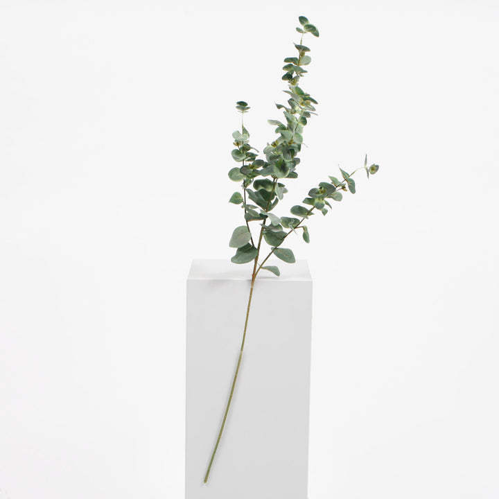 Long Eucalyptus branch with green leaves 