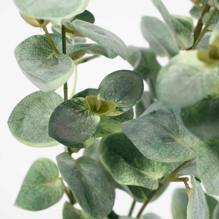 close up of Eucalyptus leaf showing texture 