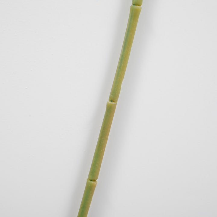 close up of branch stem, green